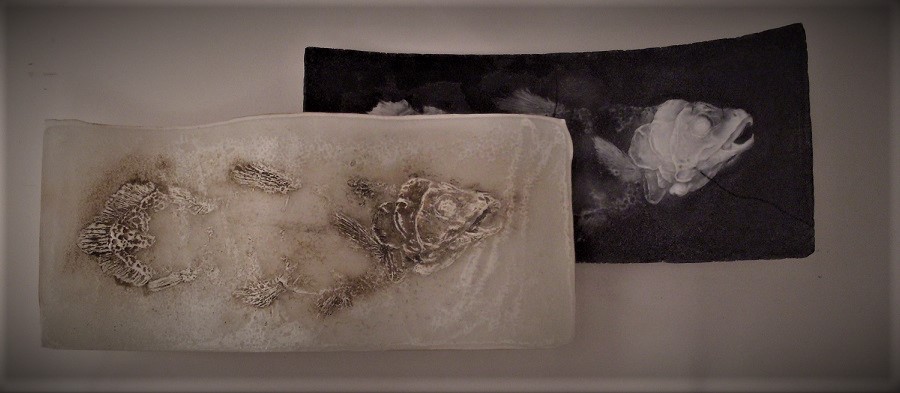 Coelacanth a living fossil